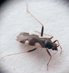 Hallodapus costae