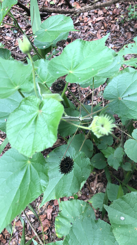 Abutilon theophrasti image