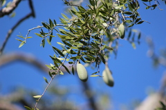 Aspidosperma quebracho-blanco