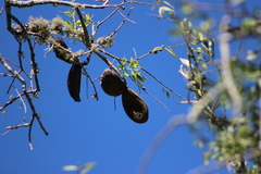 Aspidosperma quebracho-blanco