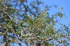 Aspidosperma quebracho-blanco