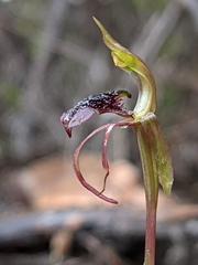 Chiloglottis reflexa