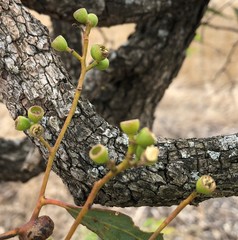 Eucalyptus microcarpa