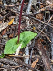 Chiloglottis reflexa