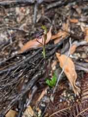 Chiloglottis reflexa