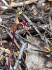 Chiloglottis reflexa
