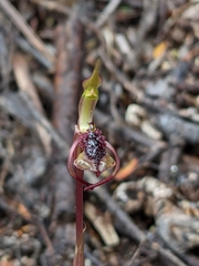 Chiloglottis reflexa