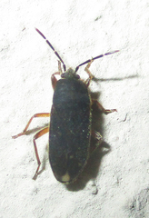 Lanchnophorus