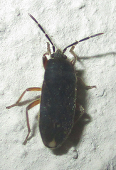 Lanchnophorus