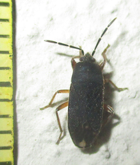 Lanchnophorus