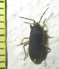 Lanchnophorus