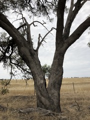 Eucalyptus microcarpa