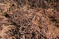 Salicornia natalensis