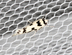 Lichenaula calligrapha