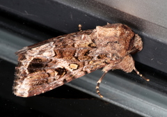Spodoptera umbraculata