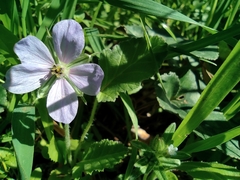 Erodium gruinum