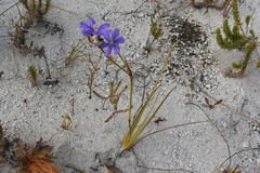 Aristea oligocephala