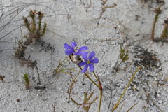 Aristea oligocephala
