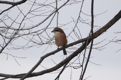 Lanius bucephalus