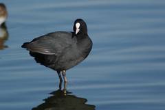 Fulica atra
