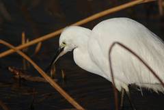 Egretta garzetta