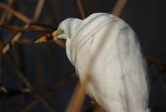 Ardea alba