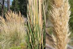 Capeochloa cincta