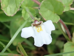 Diclis rotundifolia