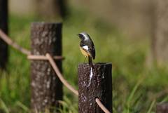 Phoenicurus auroreus