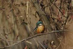 Alcedo atthis