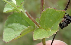 Diclis rotundifolia
