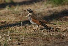 Turdus eunomus