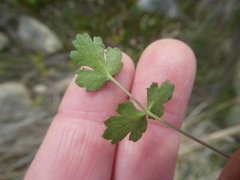 Chamarea gracillima