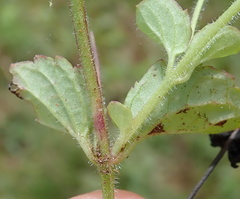 Diclis rotundifolia