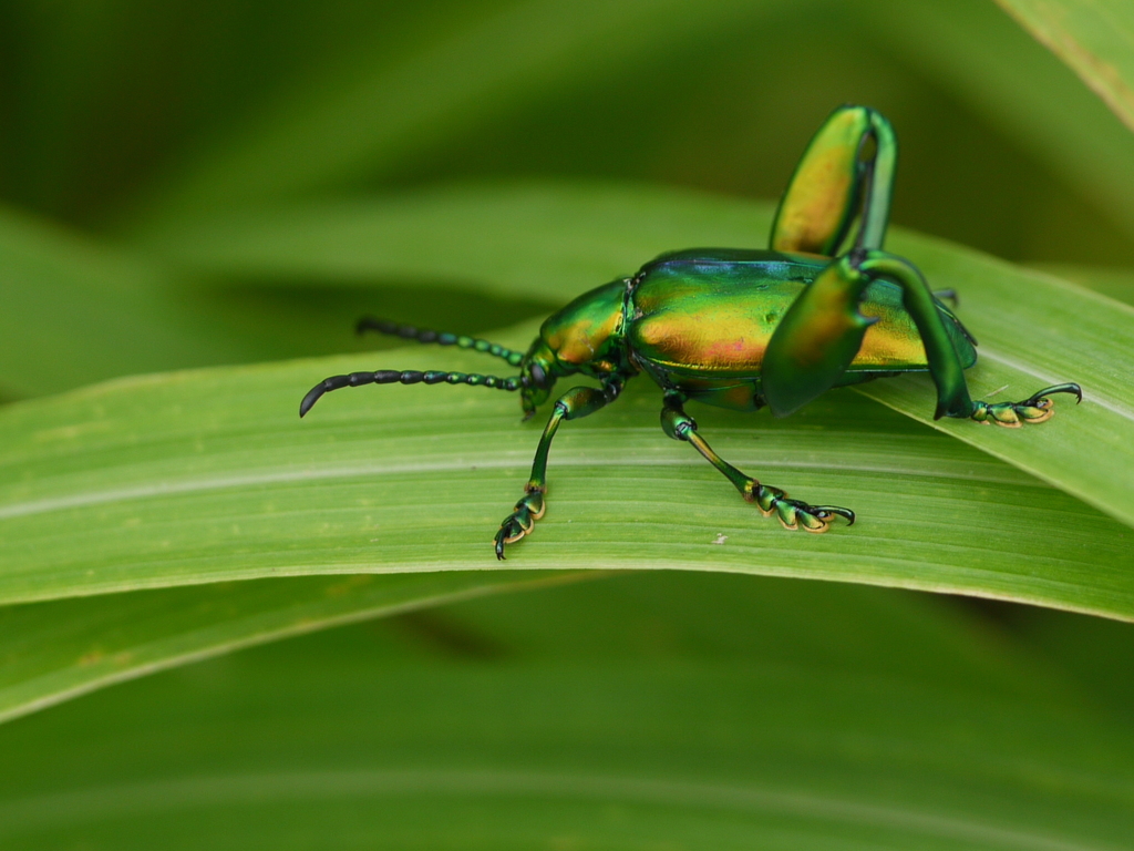 Frog-legged leaf beetle