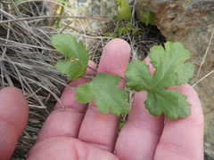 Chamarea gracillima