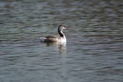 Podiceps cristatus
