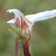 Diclis rotundifolia