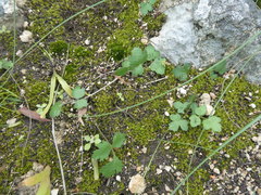 Chamarea gracillima