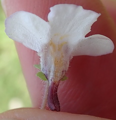 Diclis rotundifolia
