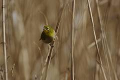 Zosterops japonicus