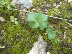 Chamarea gracillima