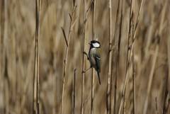 Parus minor