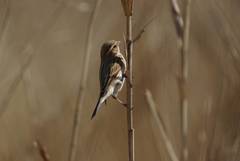 Emberiza schoeniclus
