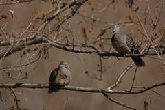 Streptopelia orientalis