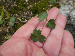 Chamarea gracillima