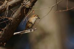 Lanius bucephalus