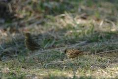 Emberiza personata