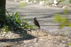 Coccothraustes coccothraustes