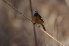 Phoenicurus auroreus